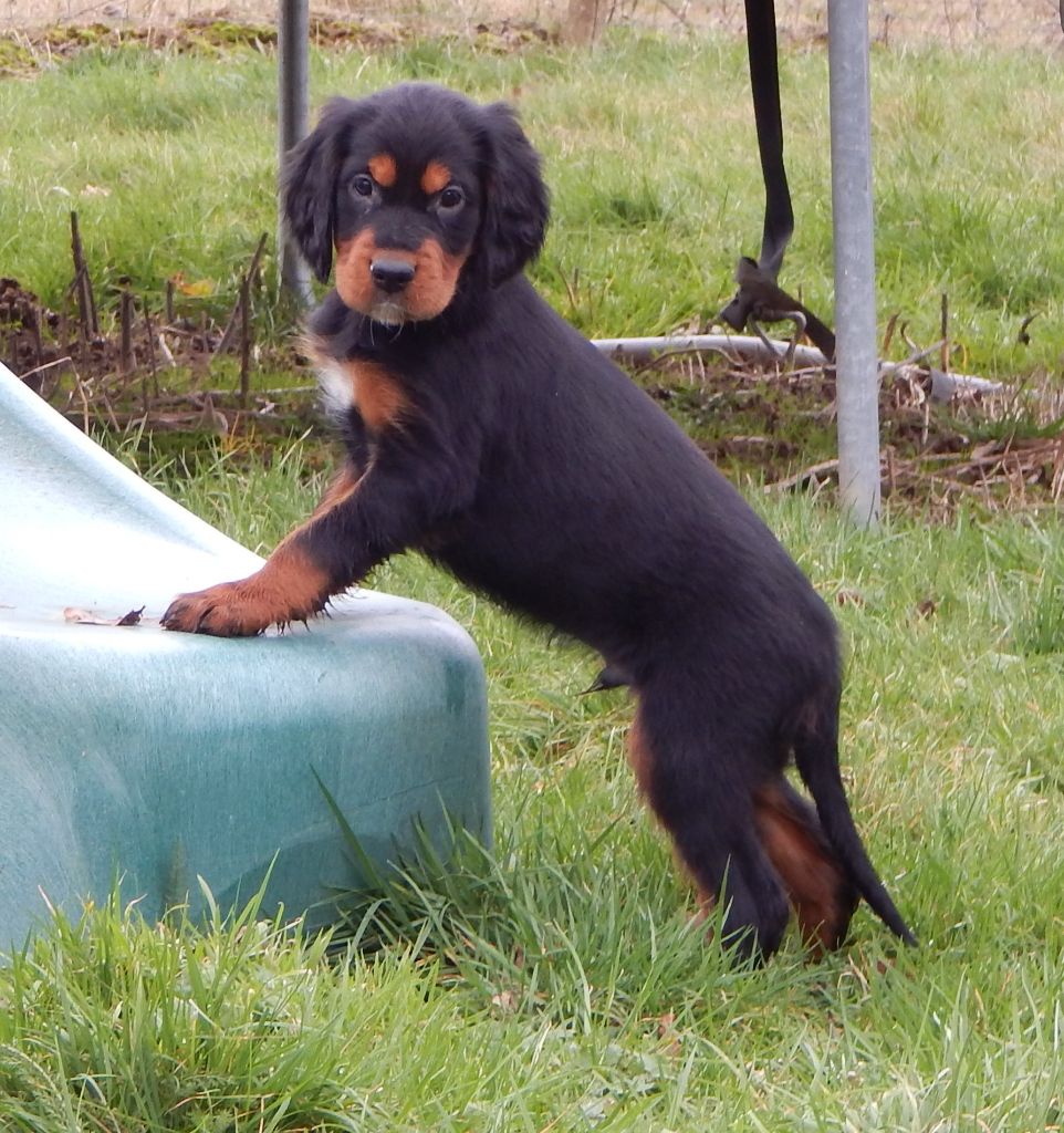 Chiot Elevage Du Mas D Eyraud Eleveur De Chiens Setter Gordon