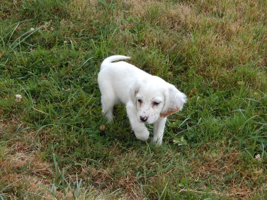 du Mas d'Eyraud - Chiot disponible  - Setter Anglais