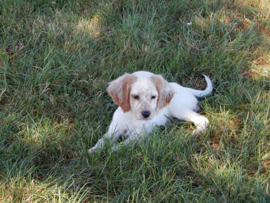 du Mas d'Eyraud - Chiot disponible  - Setter Anglais