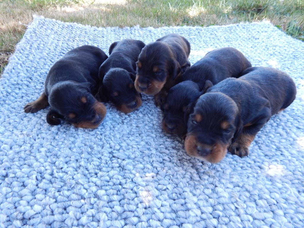 CHIOT 4