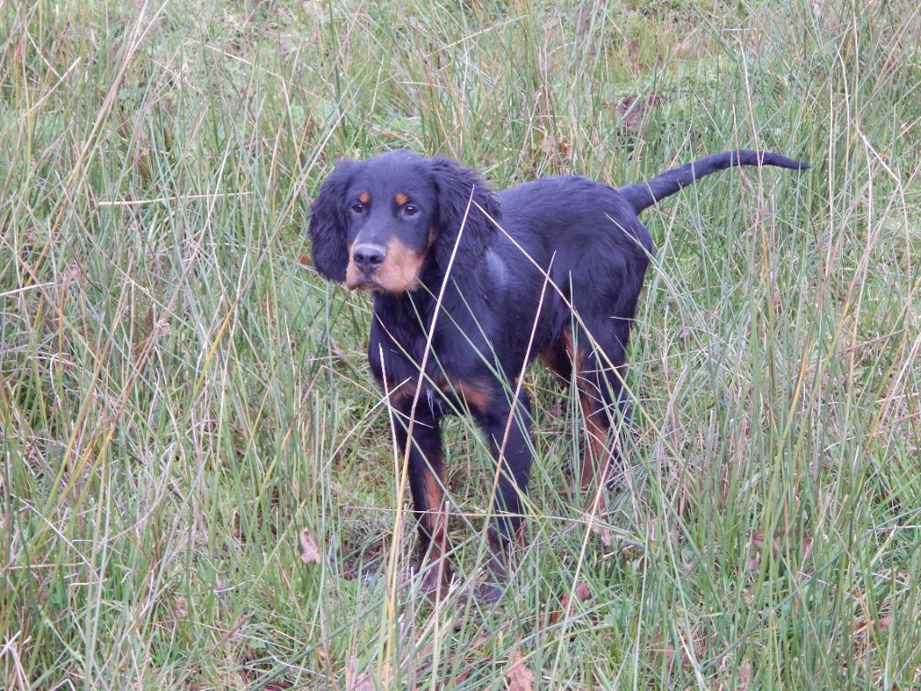 du Mas d'Eyraud - Chiot disponible  - Setter Gordon