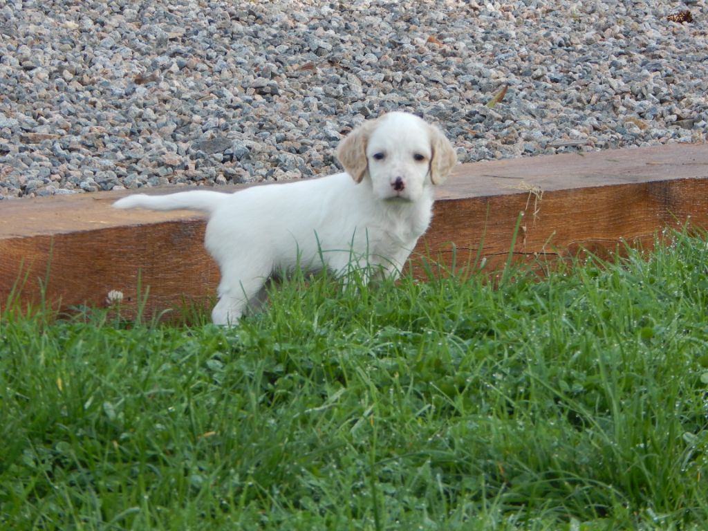 du Mas d'Eyraud - Chiot disponible  - Setter Anglais