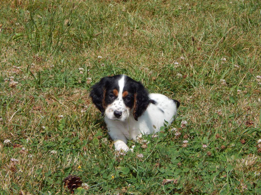 du Mas d'Eyraud - Chiot disponible  - Setter Anglais