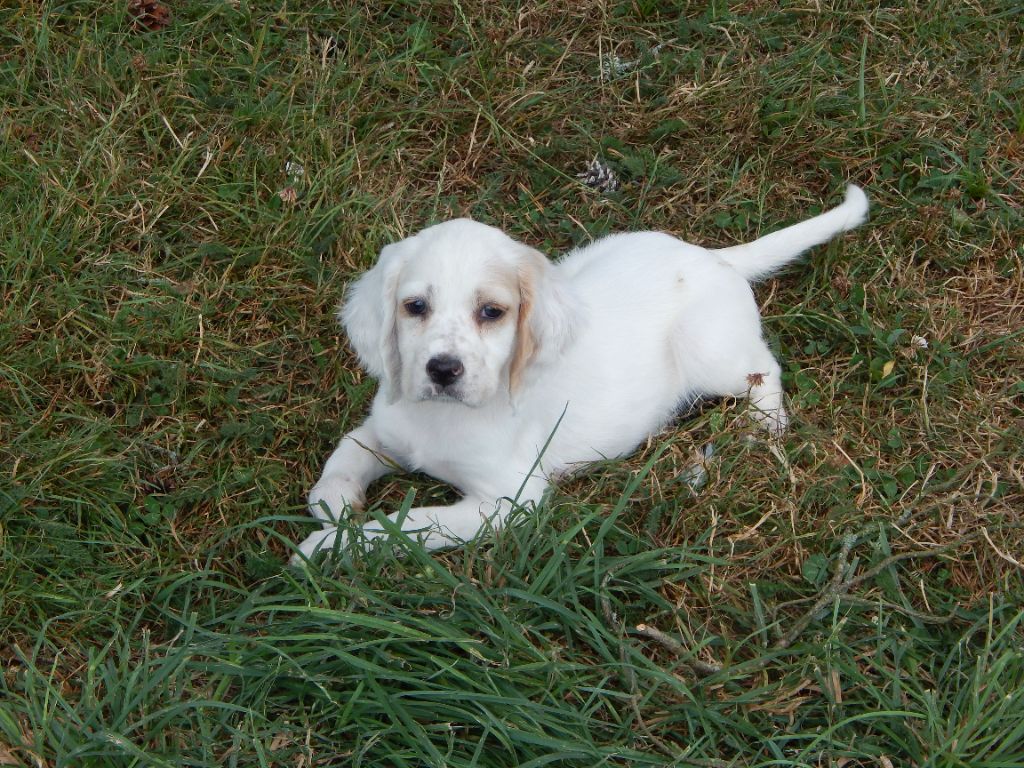 du Mas d'Eyraud - Chiot disponible  - Setter Anglais