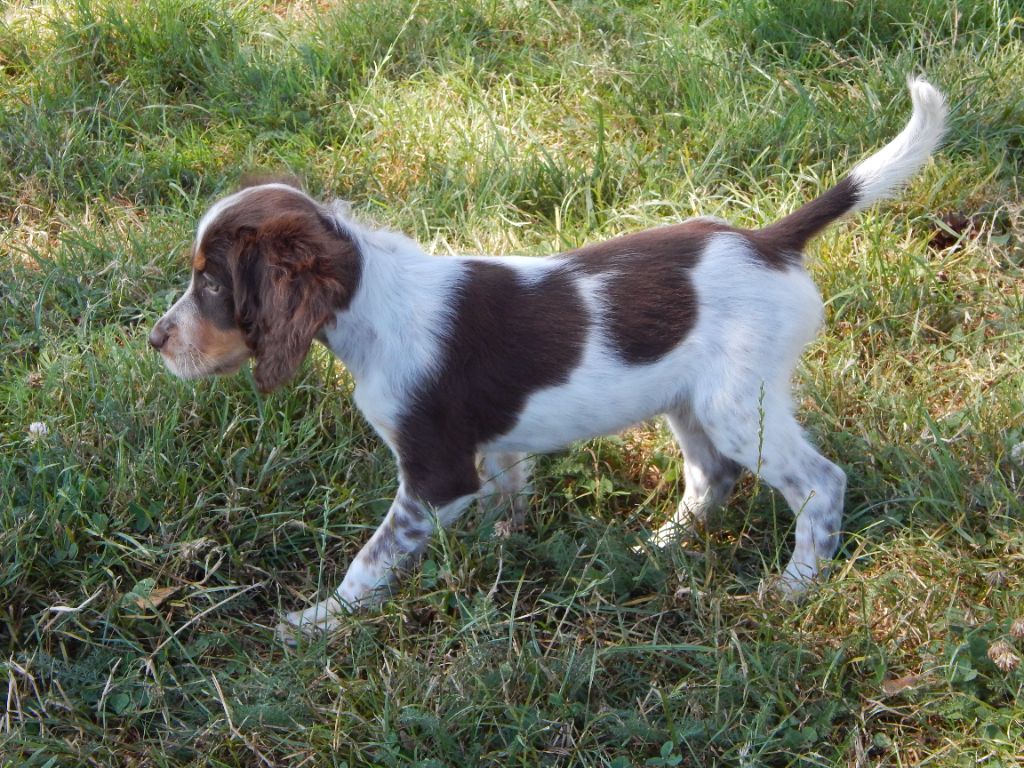 chiot Setter Anglais du Mas d'Eyraud