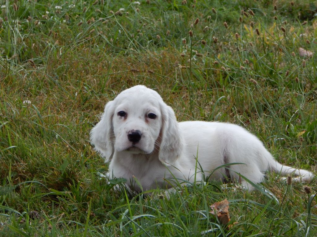 du Mas d'Eyraud - Chiot disponible  - Setter Anglais