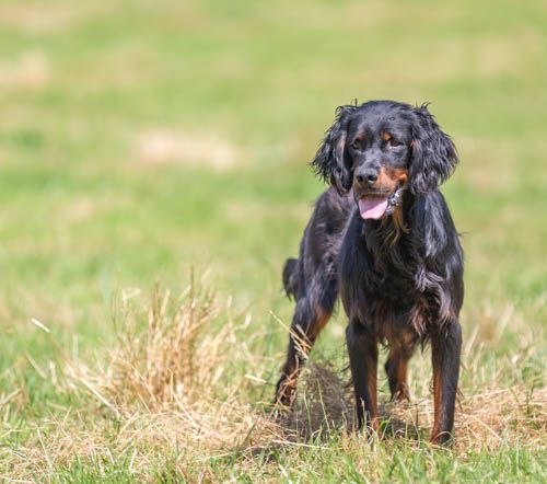 du Mas d'Eyraud - Chiot disponible  - Setter Gordon