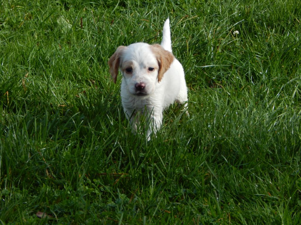 du Mas d'Eyraud - Chiot disponible  - Setter Anglais