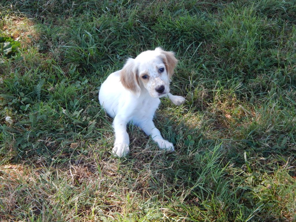 du Mas d'Eyraud - Chiot disponible  - Setter Anglais