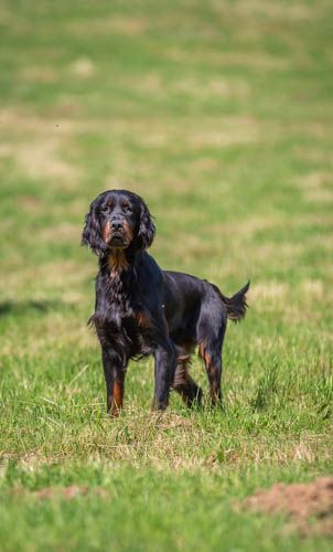 du Mas d'Eyraud - Chiot disponible  - Setter Gordon