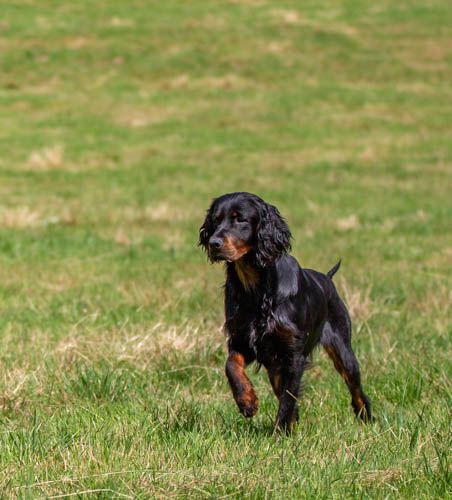 du Mas d'Eyraud - Chiot disponible  - Setter Gordon