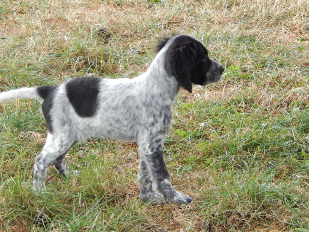 du Mas d'Eyraud - Chiot disponible  - Setter Anglais