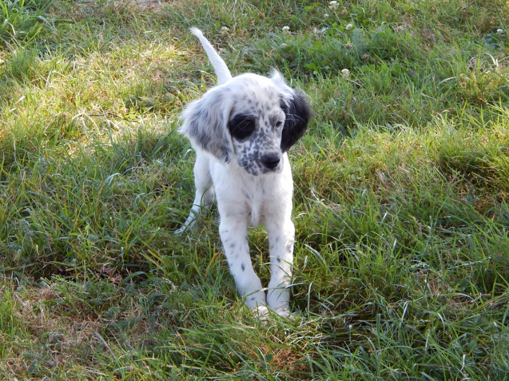 du Mas d'Eyraud - Chiot disponible  - Setter Anglais