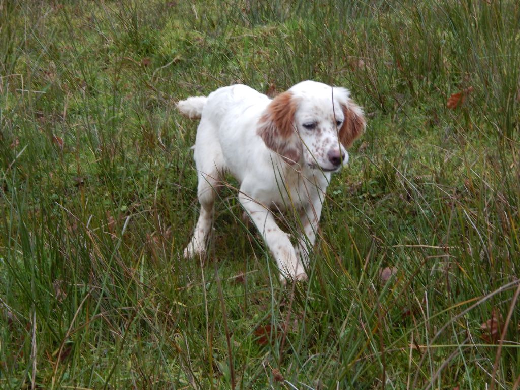 du Mas d'Eyraud - Chiot disponible  - Setter Anglais