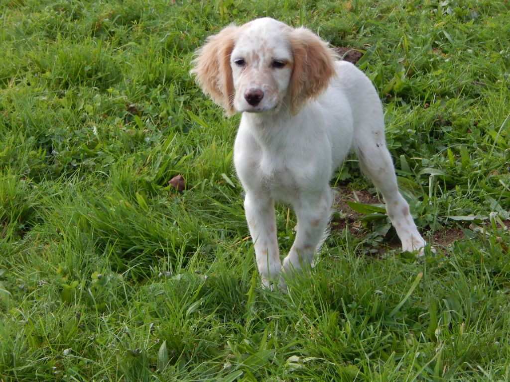 du Mas d'Eyraud - Chiot disponible  - Setter Anglais