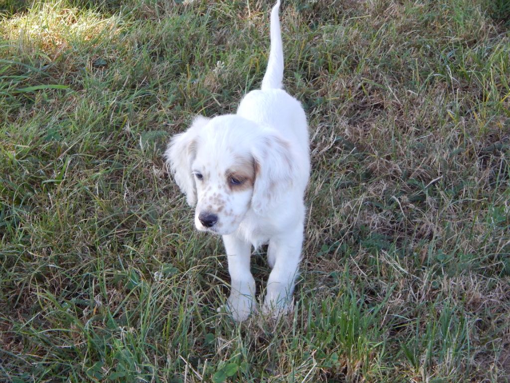 du Mas d'Eyraud - Chiot disponible  - Setter Anglais