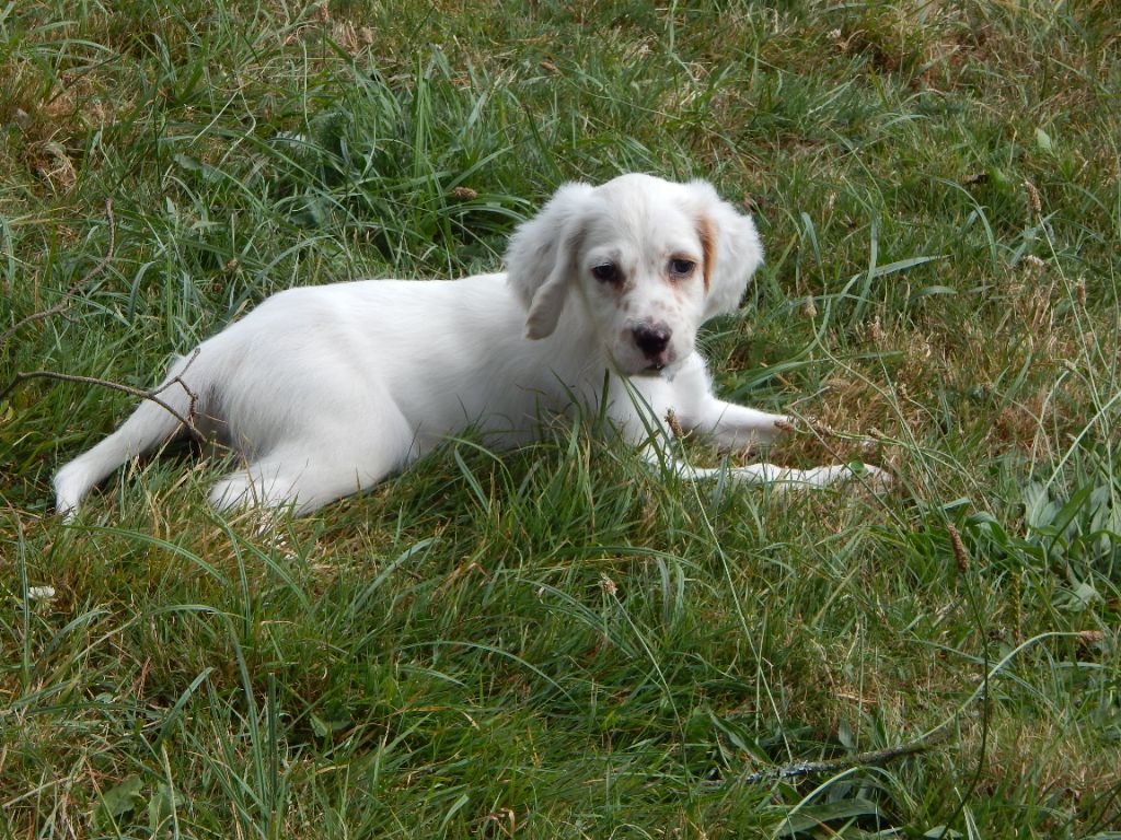 du Mas d'Eyraud - Chiot disponible  - Setter Anglais