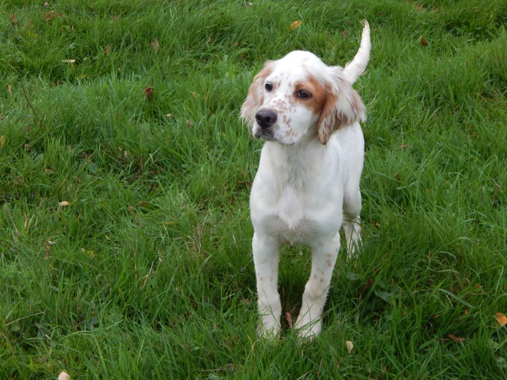 du Mas d'Eyraud - Chiot disponible  - Setter Anglais