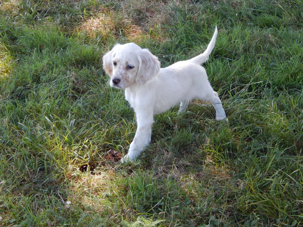 du Mas d'Eyraud - Chiot disponible  - Setter Anglais