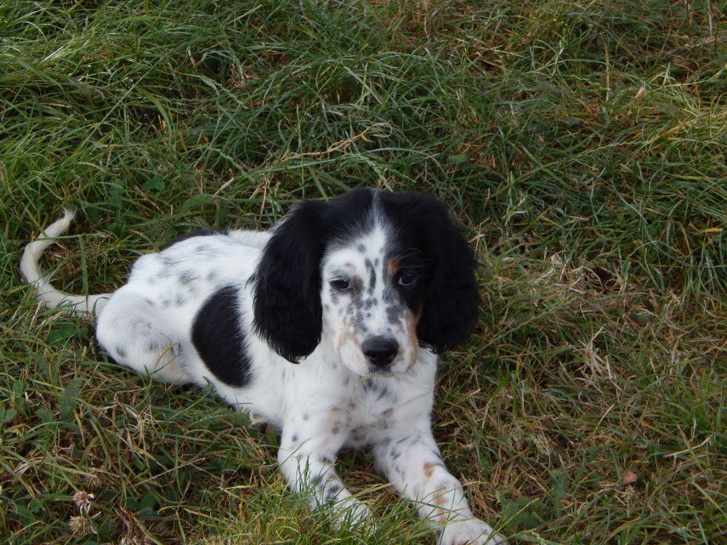 du Mas d'Eyraud - Chiot disponible  - Setter Anglais