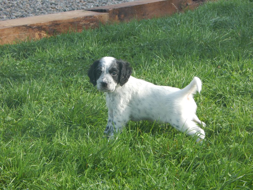 du Mas d'Eyraud - Chiot disponible  - Setter Anglais