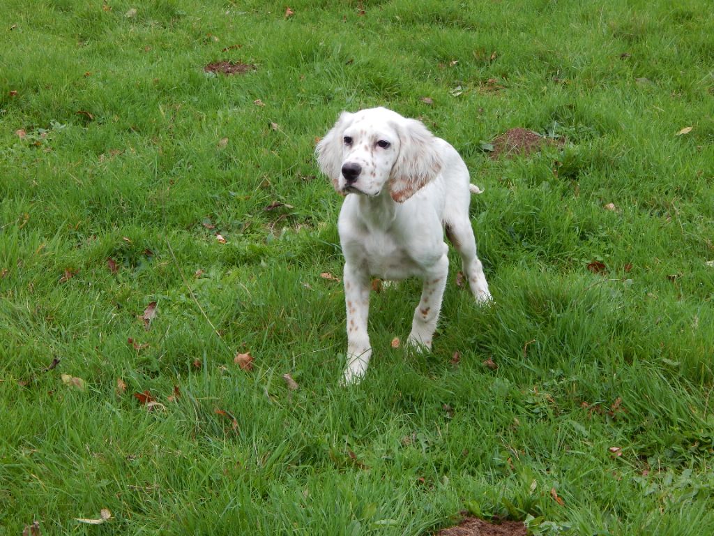 du Mas d'Eyraud - Chiot disponible  - Setter Anglais