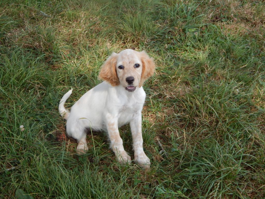 du Mas d'Eyraud - Chiot disponible  - Setter Anglais