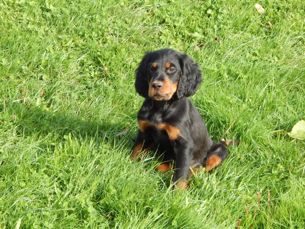 du Mas d'Eyraud - Chiot disponible  - Setter Gordon