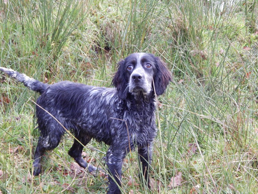 du Mas d'Eyraud - Chiot disponible  - Setter Anglais