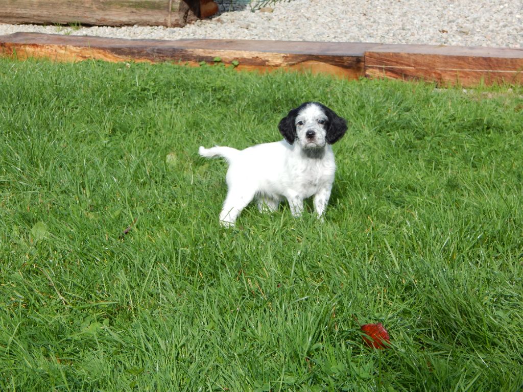 du Mas d'Eyraud - Chiot disponible  - Setter Anglais