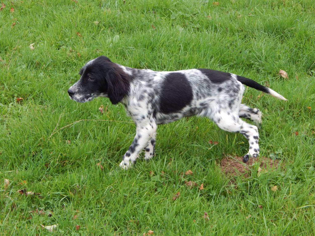 du Mas d'Eyraud - Chiot disponible  - Setter Anglais