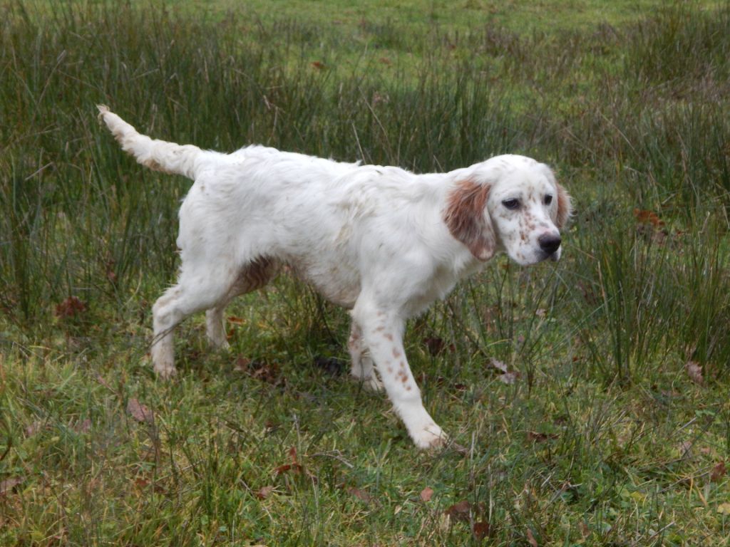 du Mas d'Eyraud - Chiot disponible  - Setter Anglais