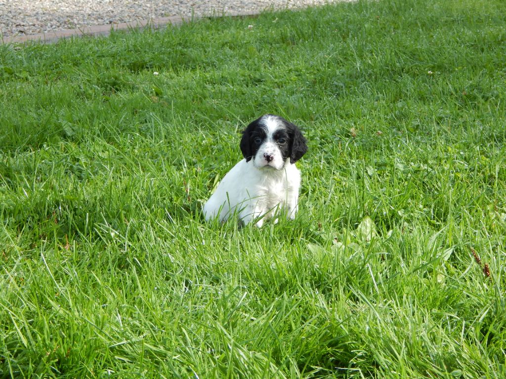 du Mas d'Eyraud - Chiot disponible  - Setter Anglais