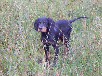 du Mas d'Eyraud - Setter Gordon - Portée née le 02/08/2024