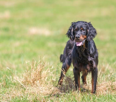 du Mas d'Eyraud - Setter Gordon - Portée née le 27/07/2023