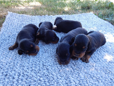 CHIOT 5