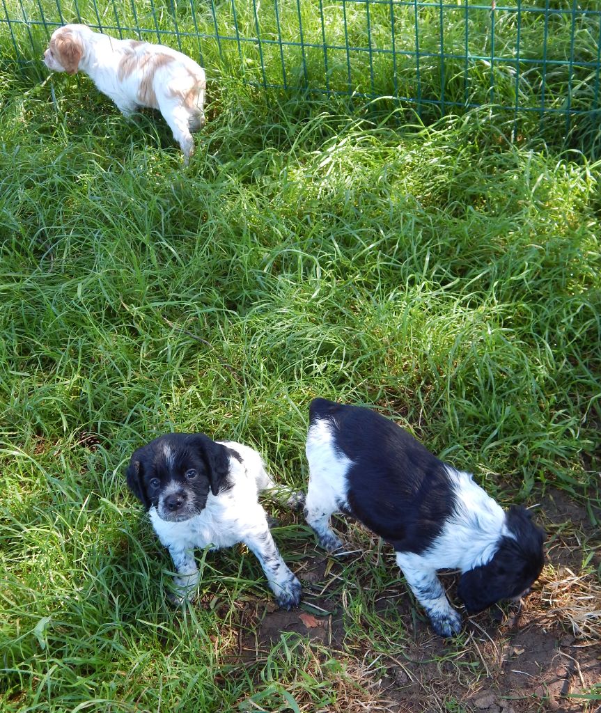 chiot Epagneul Breton du Mas d'Eyraud