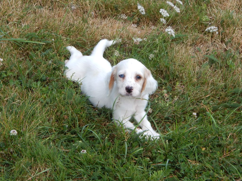 du Mas d'Eyraud - Chiot disponible  - Setter Anglais