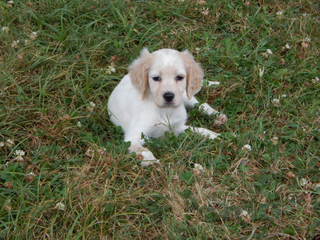 du Mas d'Eyraud - Chiot disponible  - Setter Anglais