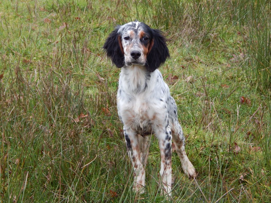 chiot Setter Anglais du Mas d'Eyraud