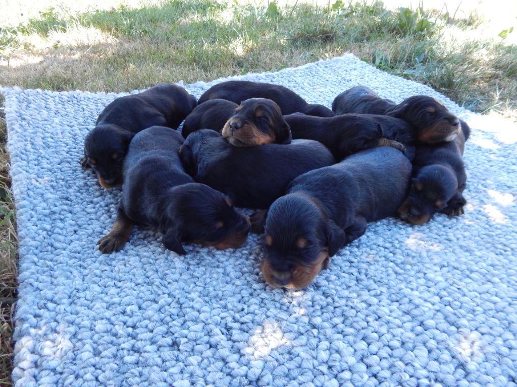 chiot Setter Gordon du Mas d'Eyraud