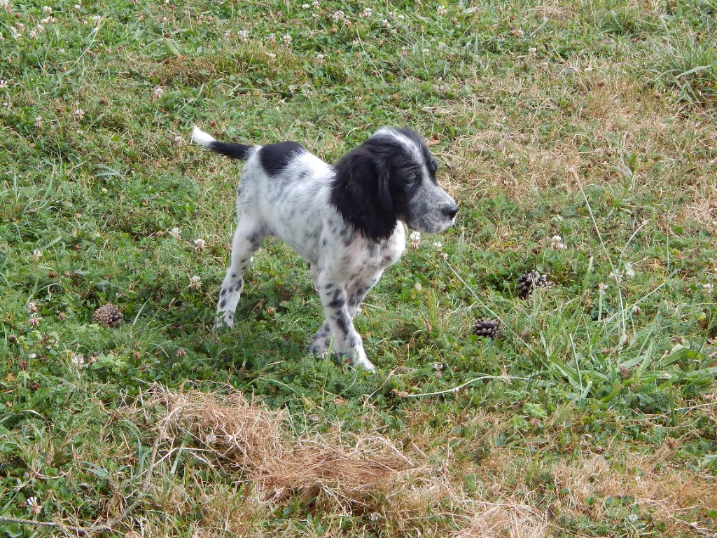 du Mas d'Eyraud - Chiot disponible  - Setter Anglais