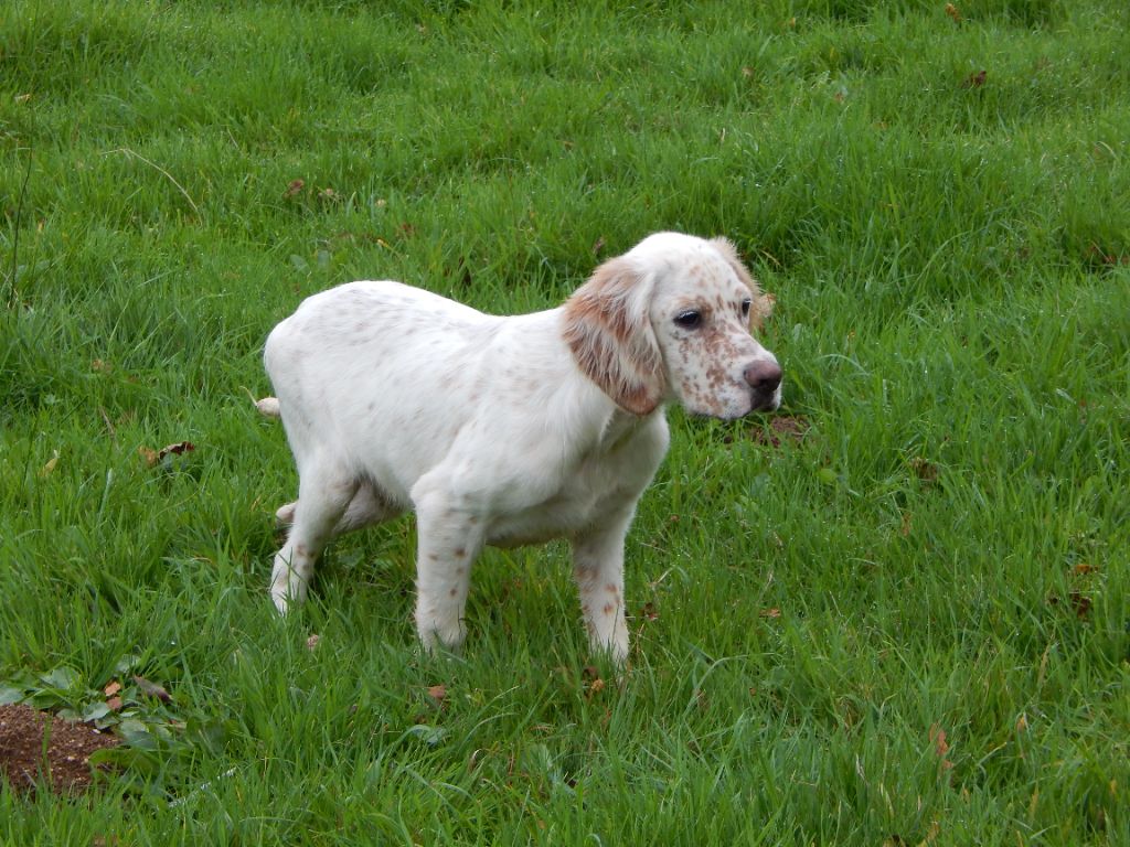 du Mas d'Eyraud - Chiot disponible  - Setter Anglais