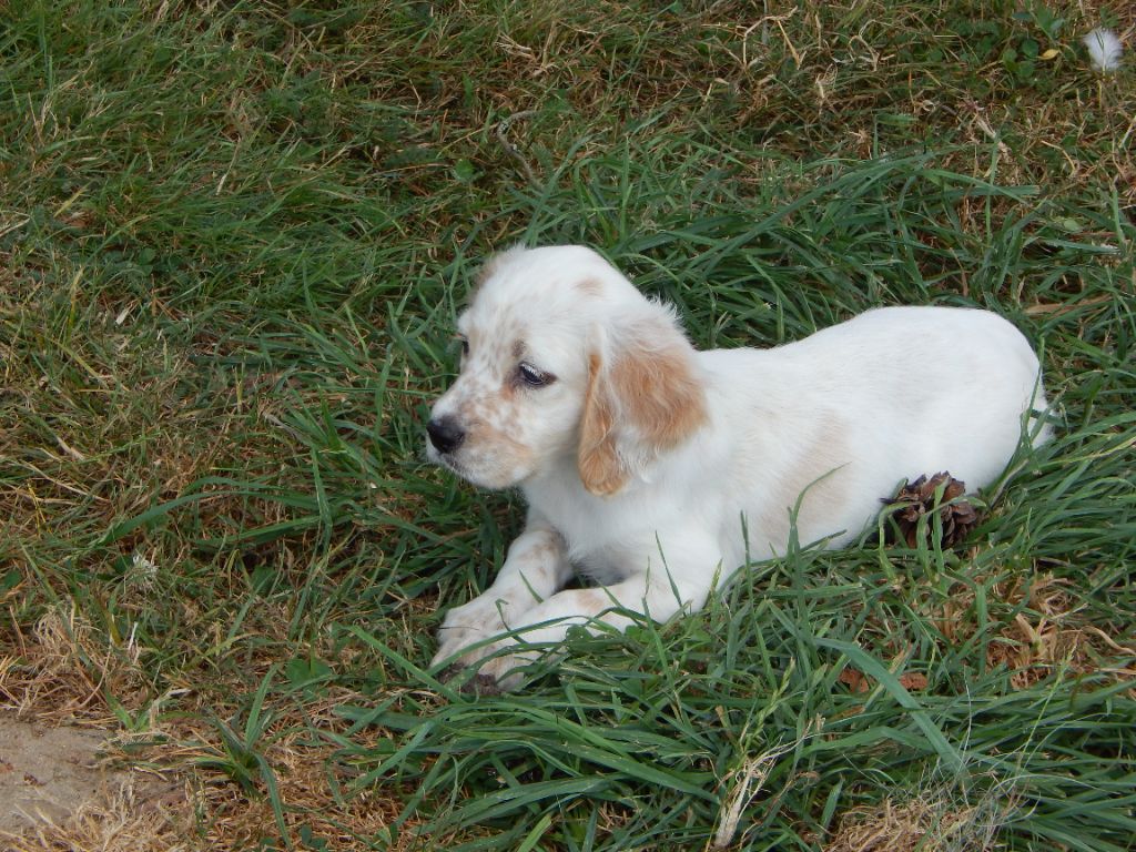 du Mas d'Eyraud - Chiot disponible  - Setter Anglais