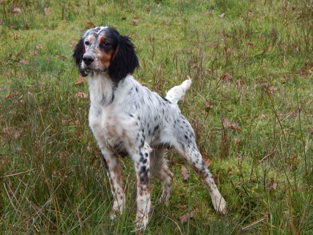 du Mas d'Eyraud - Chiot disponible  - Setter Anglais