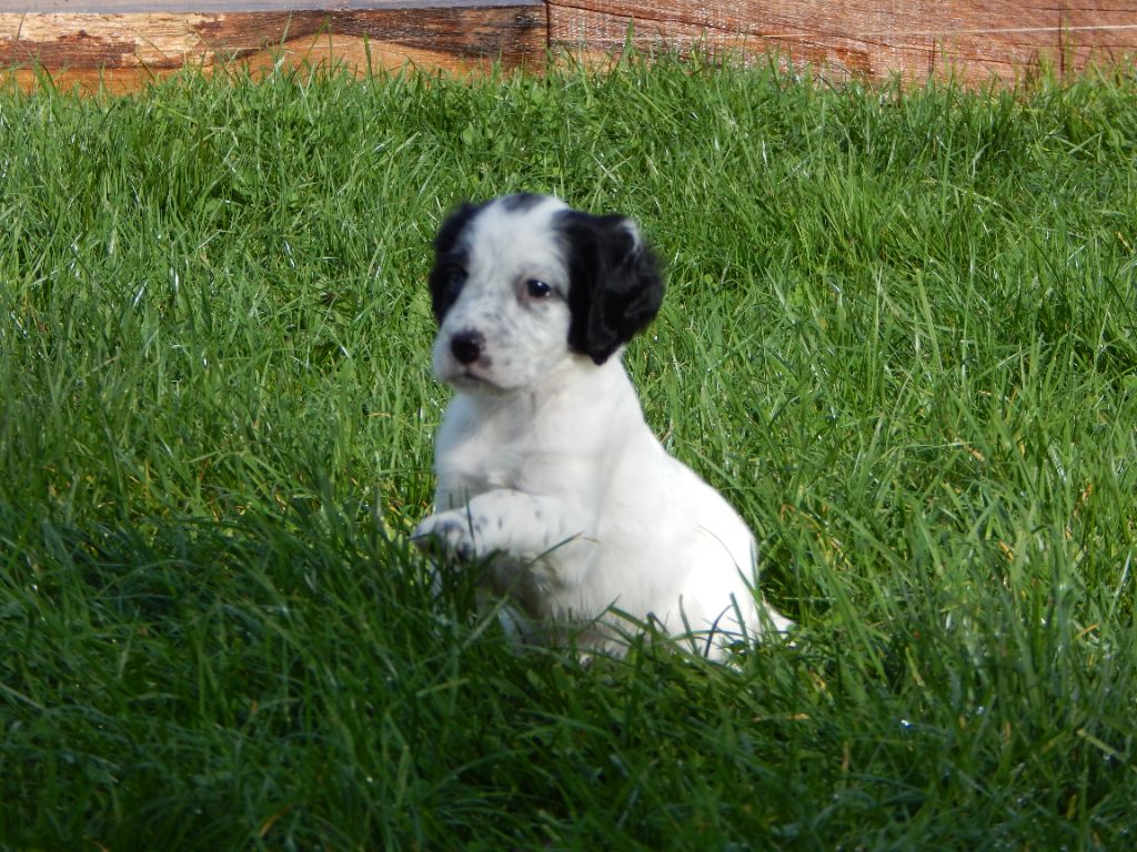 du Mas d'Eyraud - Chiot disponible  - Setter Anglais