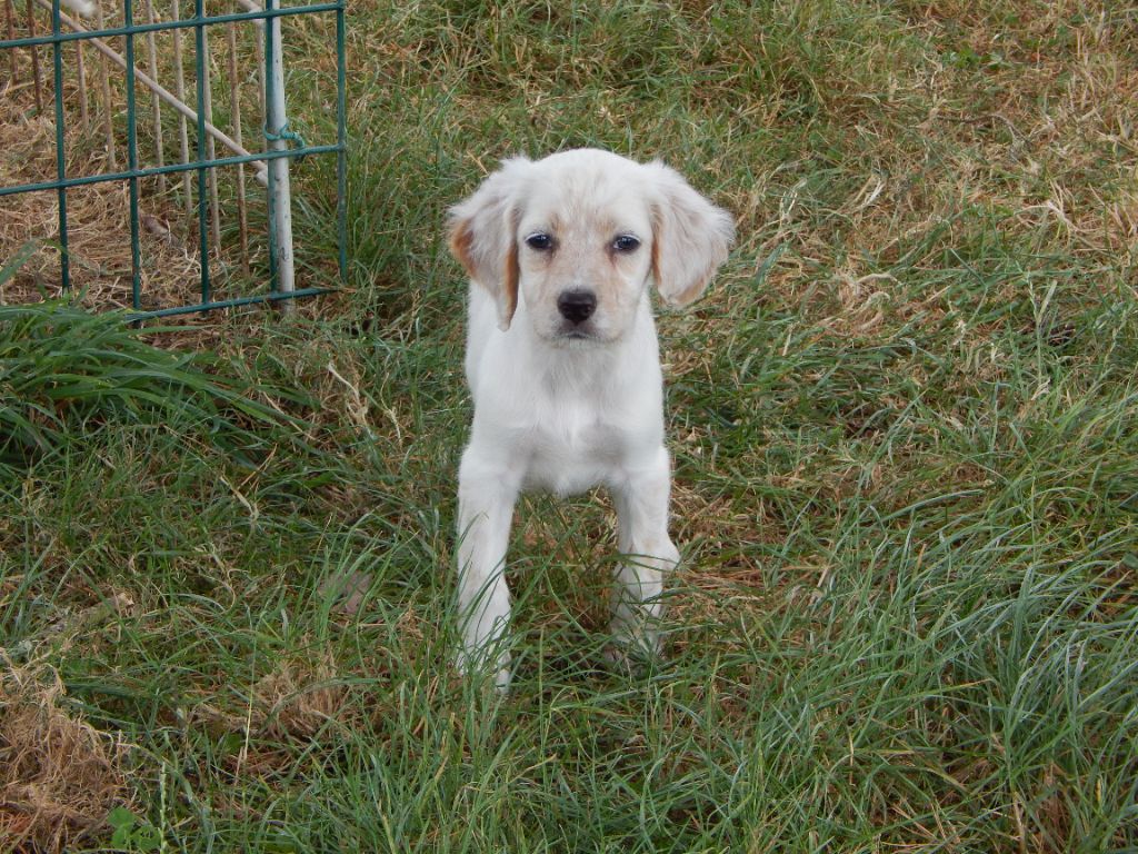 du Mas d'Eyraud - Chiot disponible  - Setter Anglais