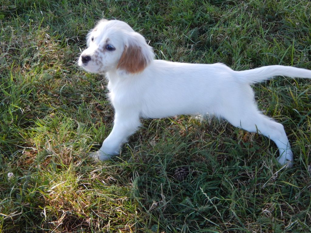 du Mas d'Eyraud - Chiot disponible  - Setter Anglais