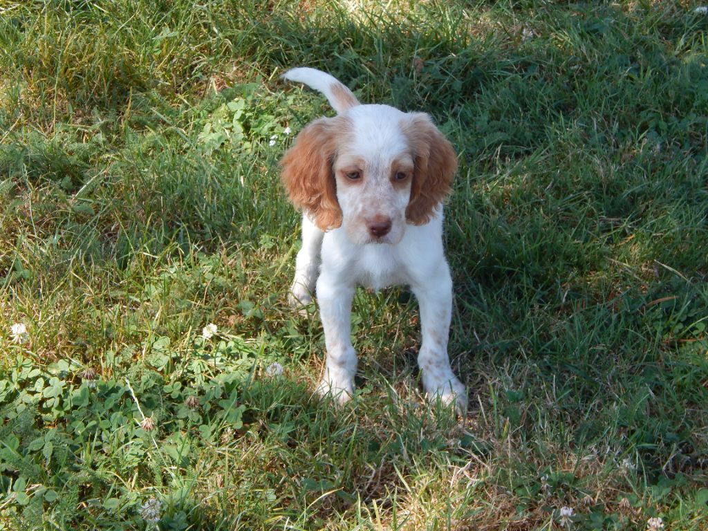 du Mas d'Eyraud - Chiot disponible  - Setter Anglais