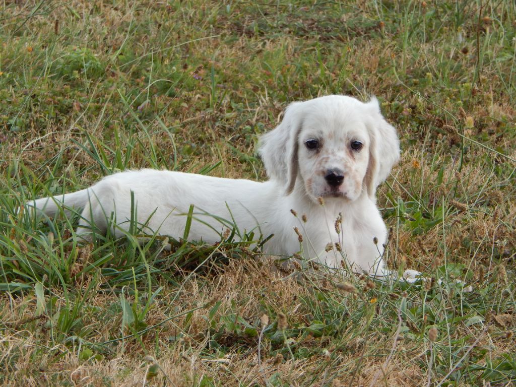 chiot Setter Anglais du Mas d'Eyraud